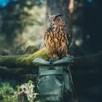 compagnonbags profile picture