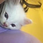 conmeo_anchoi profile picture