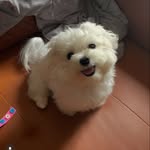 conythericecakemaltese profile picture