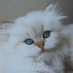 coocoo.thekitty profile picture