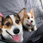 cookie_and_mochi profile picture