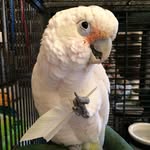 cookie_the_cockatoo profile picture
