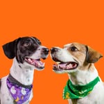 cooperelupi profile picture