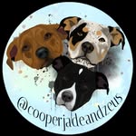 cooperjadeandzeus profile picture