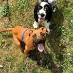 cooperpooper_daisydukes profile picture