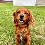 cooper_thebostoncockapoo profile picture