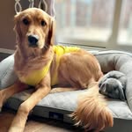 cooper_thepawfectlycute profile picture