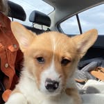 cooper_the_saint_paul_corgi profile picture