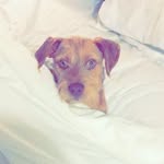 cooper_the_terrier profile picture