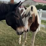 cope.family.farm profile picture