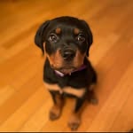coppervseverybody profile picture
