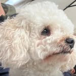 corbetta.68 profile picture