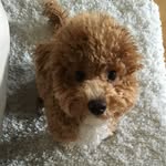 corduroythedog profile picture