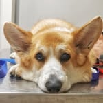 corgi.fletcher_aurora profile picture