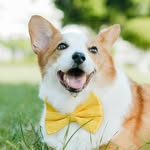 corgibbboo profile picture