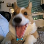 corgicornbread profile picture
