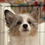 corgipom_loki profile picture
