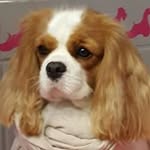 corinne83872017 profile picture