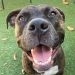corky_borky profile picture