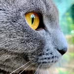 cosimagrace profile picture