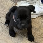 cosmiccupcake.thestaffy profile picture