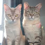 cosmo.aurora profile picture