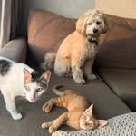 cosmo.kai.lola profile picture