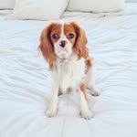 cosmo_macchiato profile picture