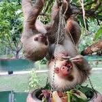 costaricaanimalrescuecenter_ profile picture