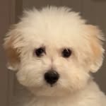 coton__ddukkung profile picture