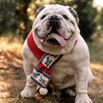 count.basie.the.bulldog profile picture