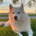 countyrescues_ profile picture