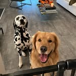 coupleofpaws profile picture