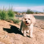 cowboytails profile picture