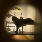cowsm1lk profile picture