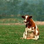 cowssittinglikedogs profile picture