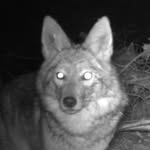 coyote_in_the_forest profile picture