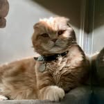 cozythefatboy profile picture