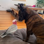 crackerandmilo profile picture