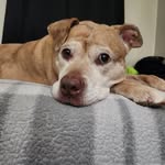 crazeedoglady5 profile picture