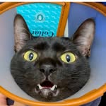 crazyblackcat0502 profile picture