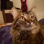 crazycatman2.0 profile picture
