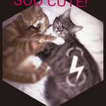 crazycatmanor profile picture