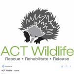 crazy_wombat_lady profile picture