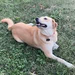 cricket_pie_doggo profile picture