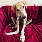 crooklock profile picture