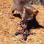 crotalus_nikolas profile picture