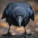 crow_loverslife profile picture