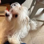 crucilandiajp profile picture