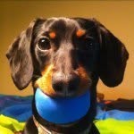 crusoe_dachshund profile picture